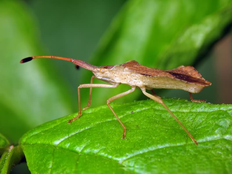 Syromastus rhombeus (Linnaeus, 1767)